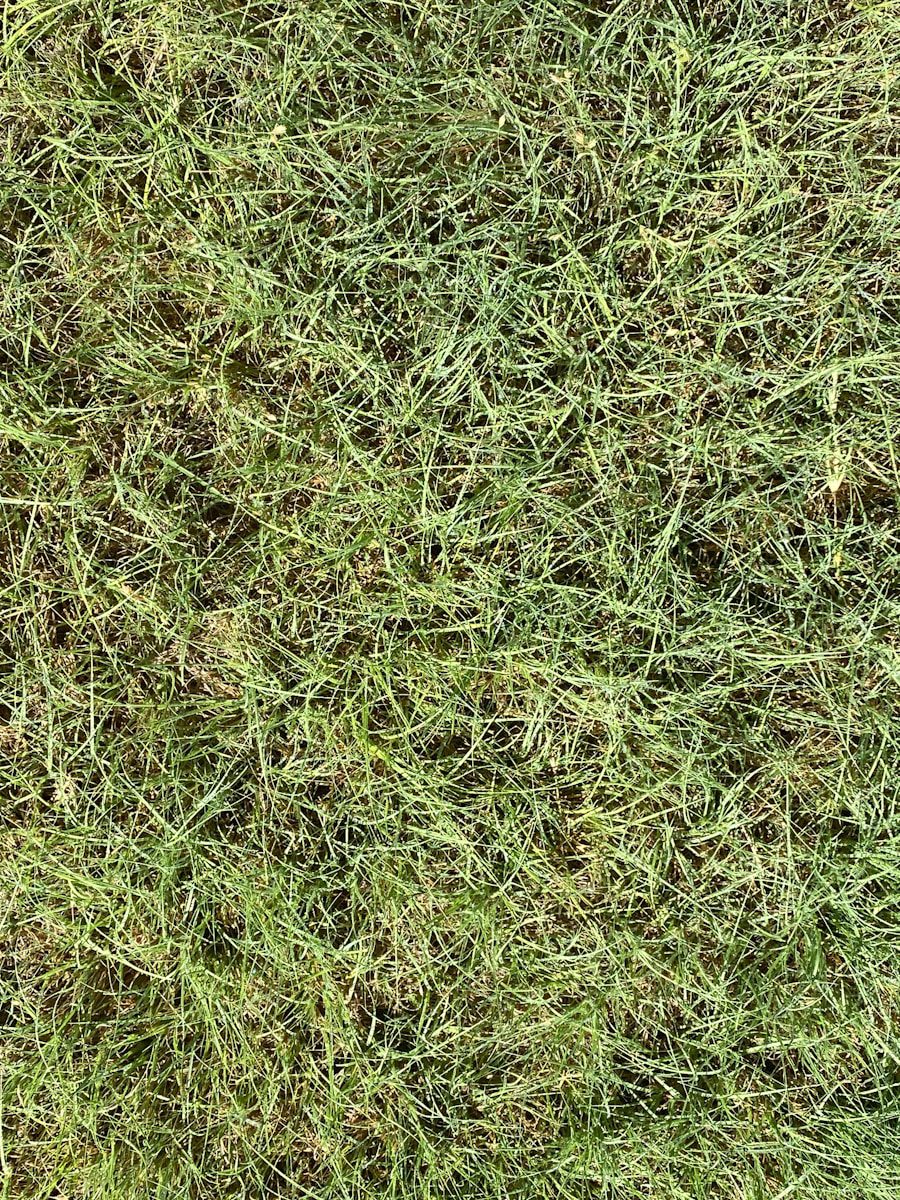 Photo "fastest attackers in EA FC"